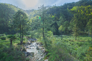 山间溪流穿林而过
