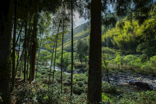 茂密山林间的自然景致