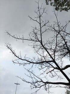 冬日枯树