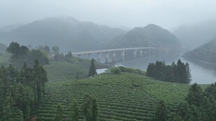 雾中茶园与远处桥梁景观