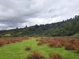 绿野红植间的山林景致