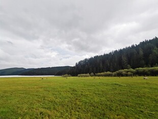 草原森林间的开阔景致