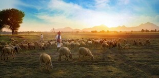 夕阳下的牧羊场景
