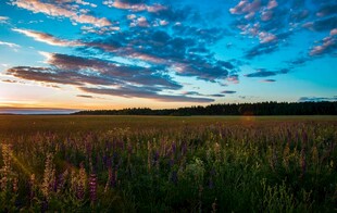 夕阳下的广阔田野美景