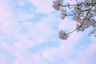 蓝天繁花春日浪漫景致