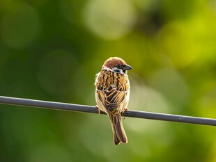 栖息于电线上的可爱麻雀