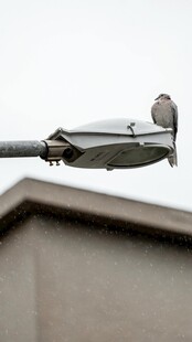 屋顶电线上的小鸟