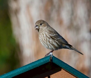 小鸟栖息于屋顶边缘