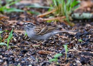 地面上的小麻雀