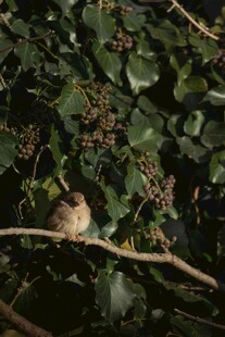 枝头小鸟藏于绿叶间