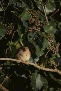 枝头栖息的小鸟