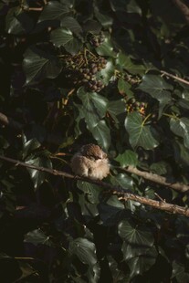 绿叶丛中的蘑菇