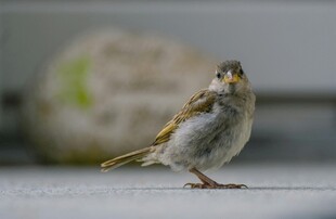 站在台面的可爱小麻雀