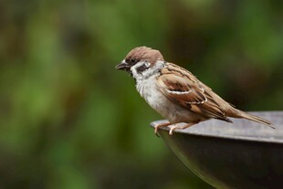栖息于器皿边缘的小麻雀