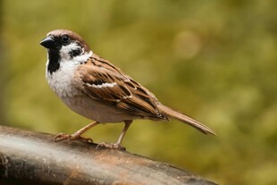 站在栏杆上的可爱小麻雀