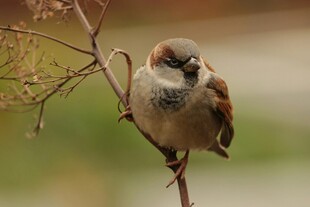 枝头栖息的麻雀