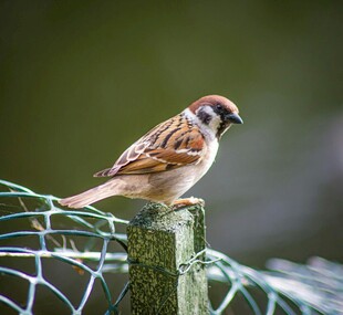 站在围栏上的小麻雀