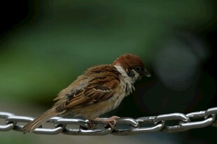 站在链条上的小巧麻雀