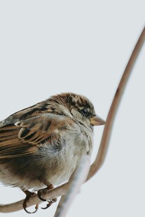 栖息枝头的麻雀