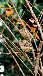 枝头栖息的鸟儿