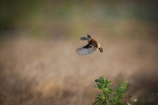 空中展翅的小鸟