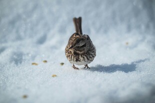 雪地中的小鸟