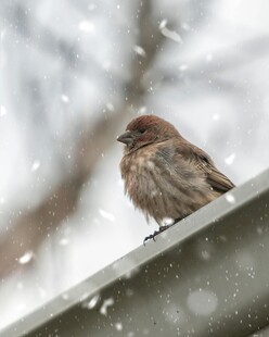 雪中麻雀