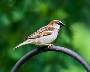 栖息于弯枝上的可爱麻雀