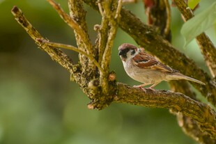 树枝上的可爱小麻雀