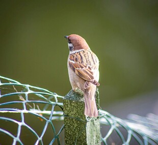 站在围栏上的棕色小鸟