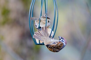 倒挂进食的小鸟