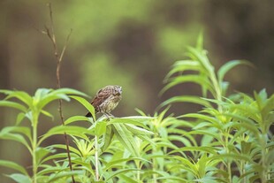 绿叶间的小鸟