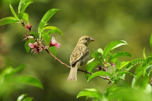 枝头小鸟赏繁花