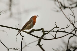 枝头栖息的鲜艳小鸟