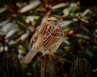 站在木桩上的可爱小麻雀