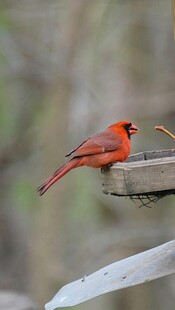红衣主教鸟栖于木台