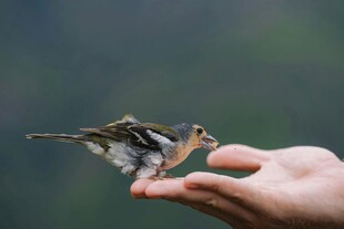 掌心停落的小鸟