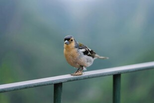 小鸟立于栏杆上