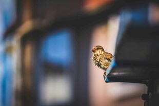 窗边小鸟