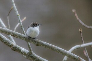枝头小鸟