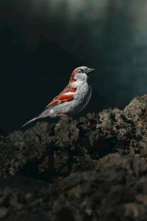 岩石上的多彩小鸟