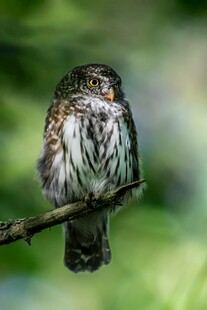 栖息枝头的小巧猫头鹰