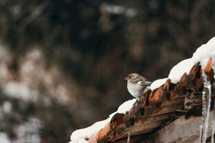 屋顶积雪上的小鸟