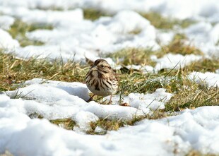 雪地上的小鸟
