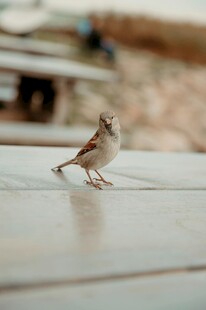 站在桌面的小巧麻雀