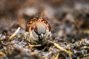 草丛中的小鸟特写