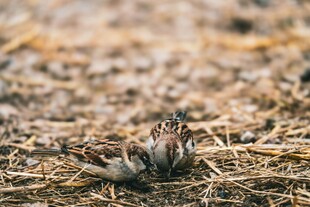 田地里的几只鹌鹑