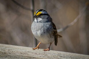 灰身黄眉小鸟栖于木上