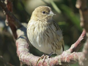 枝头小鸟