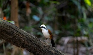 枝头小鸟静立